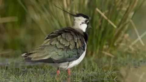 Andy Hay/ RSPB Lapwing