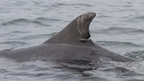 University of Aberdeen Dolphin Mischief