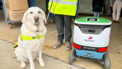 Ollie Conopo/BBC Labrador with guide dog harness standing next to white and green delivery robot