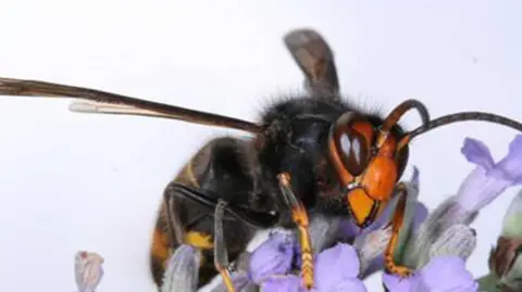 An Asian hornet on a purple flower