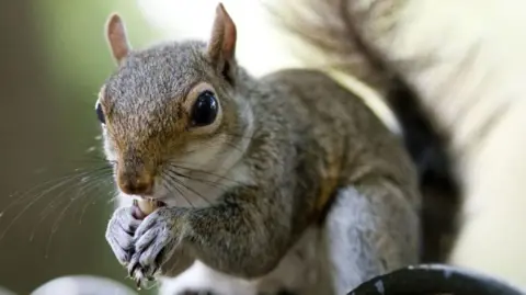 Grey squirrel eating close up