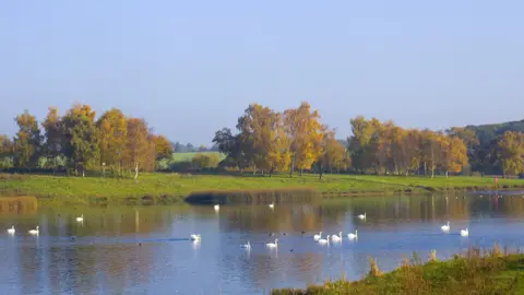 Getty Images Wide image of lake at Sywell Country Park in Northamptonshire, showing swans on the lake and distant trees and grass areas - it is a beautiful warm day
