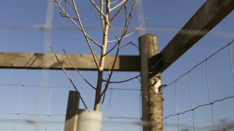 National Trust Images James Beck A young tree sapling in front of protective fencing with blue sky in the background.