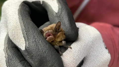 Sean Davey Small brown bat being gently held in protective grey-and-white gloves. The bat's mouth is open, showing tiny teeth, while a person wearing a reddish-pink top is blurred in the background.