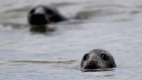 Getty Images Two seals are swimming in the water. There heads can be seen bobbing over the surface.