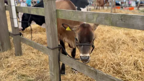 A brown cow stood on hay tied to a wooden fence in an enclosure.