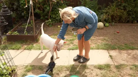 DJ McLaren/BBC A woman in a garden leans down to feed a black crow. There is a white terrier dog sniffing her hand as she feeds the bird.