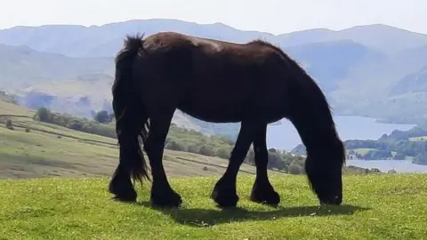 Weather Watcher Gadabout A black stocky pony eating grass above Pooley Bridge. It is a sunny day and in the background you can see the lakeland fells.