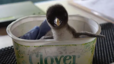 A northern rockhopper penguin chick sits in a clover butter dish and looks directly at the camera.