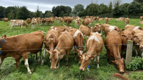 Guernsey cows