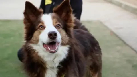 A Collie-style dog looks to the left of the camera with its mouth slightly open. It is brown with a white striped along its head, down it's nose and a white chest. A person can be seen just behind it, with only the top of their legs visible.