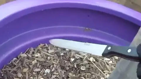 A large knife with a plant pot filled with woodchips behind it.