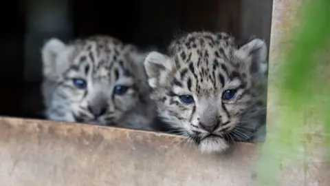 Royal Zoological Society of Scotland Photo of two snow leopard cubs peeking out of the entrance to their enclosure.