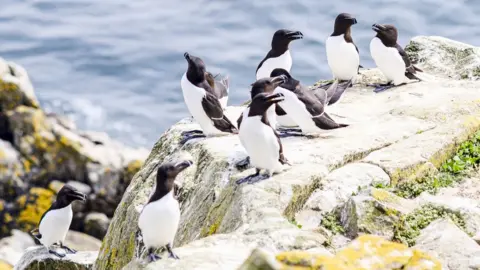 Getty Images Birds