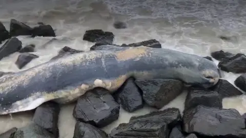 Sperm whale on Sheringham Beach