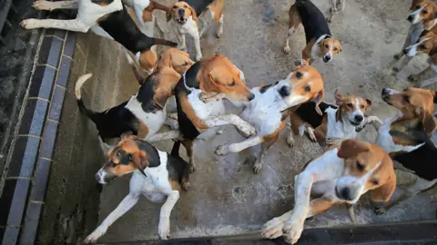 Getty Images Generic image showing hunting hounds