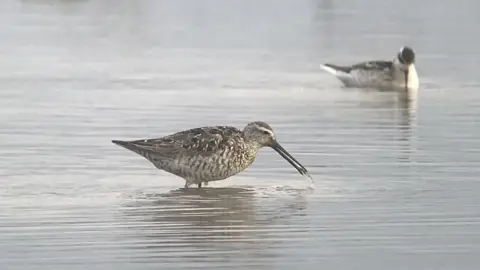 RSPB Stilt sandpiper