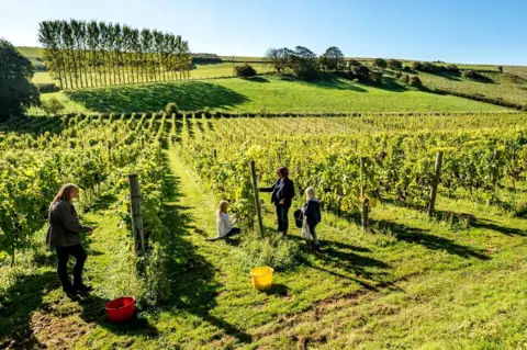 Getty Images Volunteers take part in the annual harvest at Breaky Bottom vineyard in Lewes
