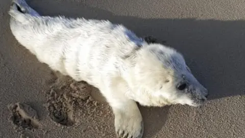 BDMLR Seal pup