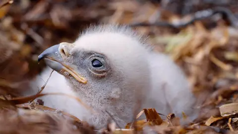 laurie campbell Golden eagle chick