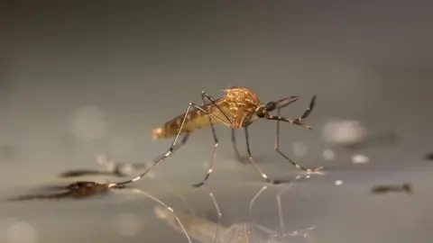 The Royal Society Disease-carrying mosquito