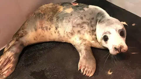 Dan Jarvis / BDMLR Grey seal pup