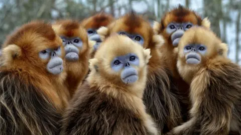 BBC Studios/Nick Green Golden haired blue-faced snub-nosed snow monkey.