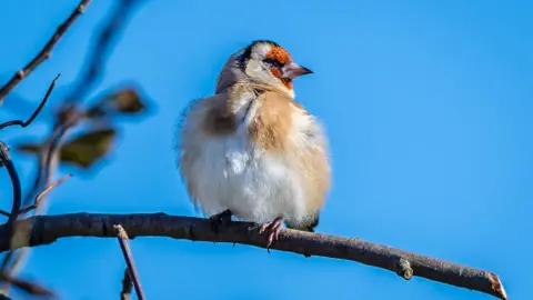 Anthony Morris Goldfinch