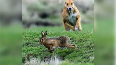 Christopher Furlong/Getty Images Hare coursing