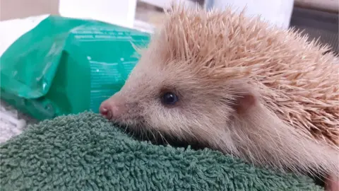 Wiltshire Wildlife Hospital Blonde hedgehog