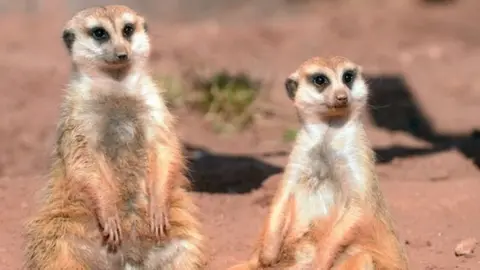 Getty Images Meerkats