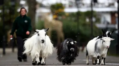 Reuters Pygmy goats