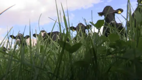 Cows in a field