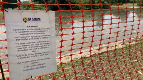 Katy Lewis/BBC Verulamium lake, St Albans