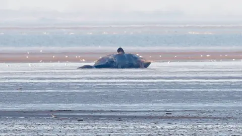 Les Bunyan Wildlife Photography Stranded dead sperm whale