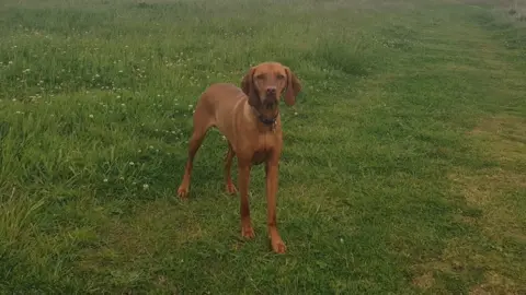 Becky Hanson-Patterson Two-year-old vizsla Jessie