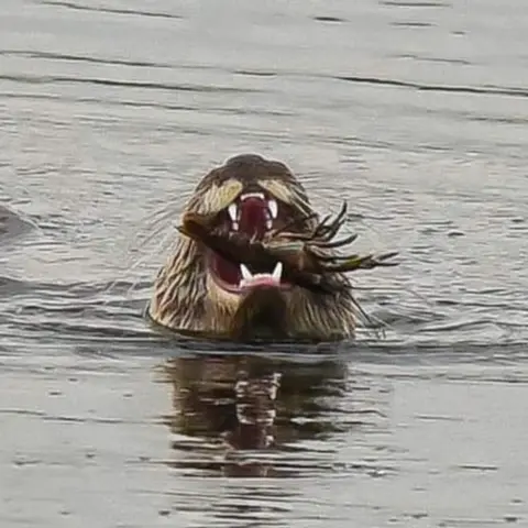 Gary Barber otter