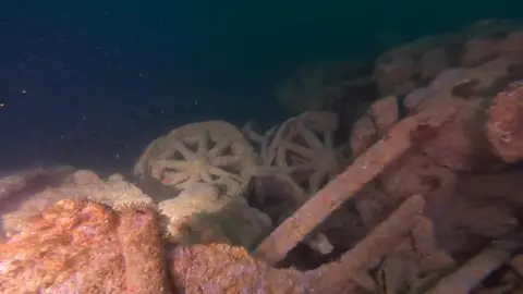 Machinery on shipwreck