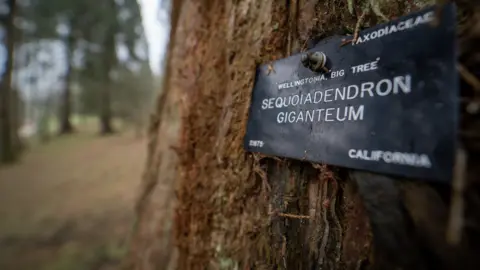 BBC/Tony Jolliffe UK giant redwood