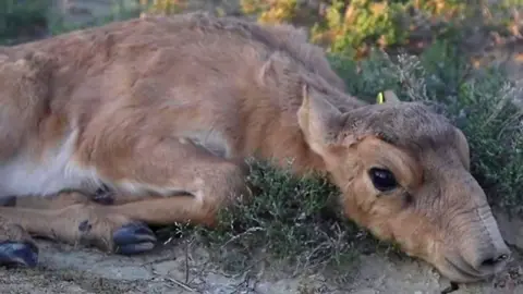 Scientists hope to save the saiga, a Central Asian antelope which survived the Ice Age, but is now in peril.