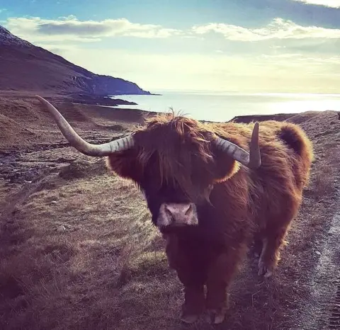 Instagram / House By The Stream Highland coo