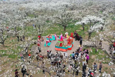 Xinhua/Alamy Tourists watching a folk art performance among pear blossoms in Dangshan, east China's Anhui Province.