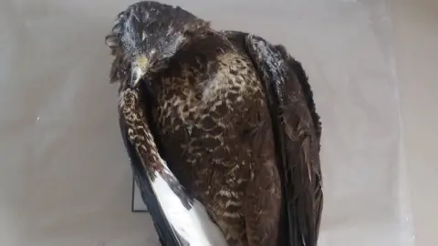 BBC Dead buzzard