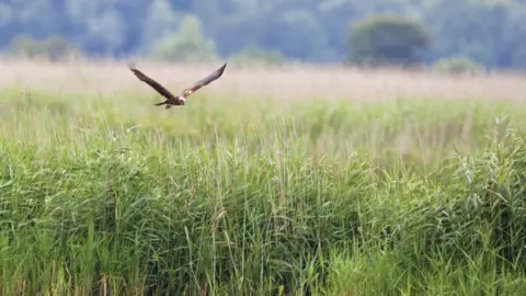 Suffolk Wildlife Trust/Paul Sawer Marsh harrier