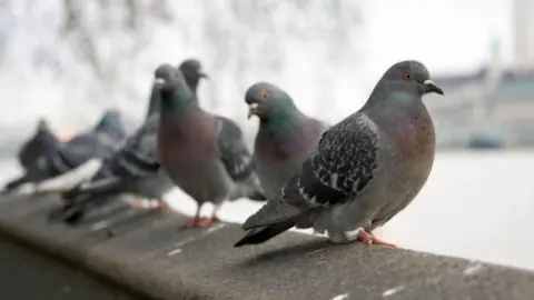 Getty Images Pigeons