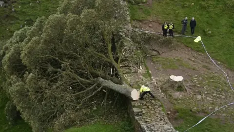 PA Media Tree cut down on its side on top of Hadrian's Wall and surrounded by police tape