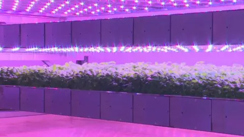 Basil growing in vertical farm
