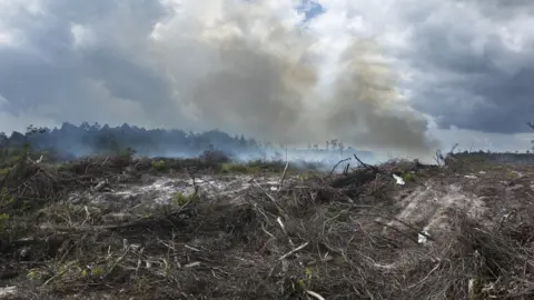 Getty Images deforestation