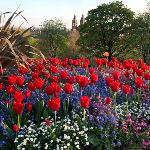 Jane Chilton Flowers in Glasgow