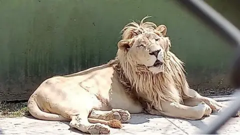 Profepa A lion is shown at the property